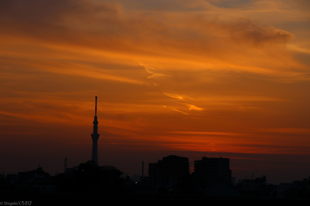 夕暮れのスカイツリー2
