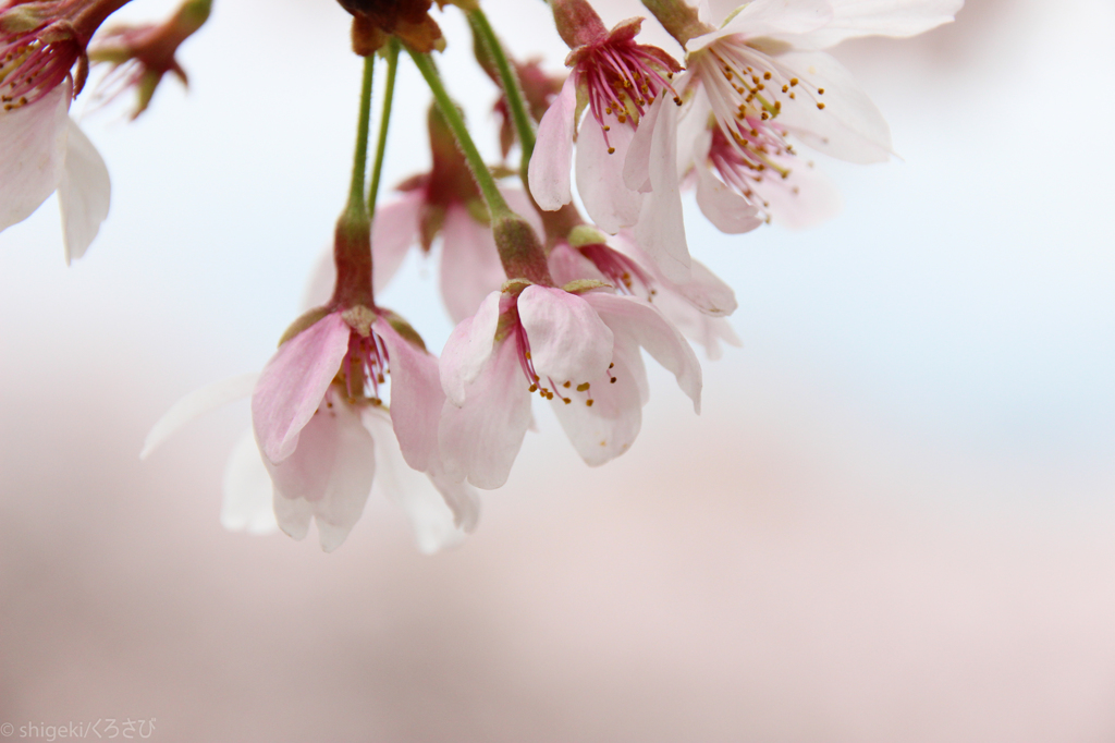 桜の季節