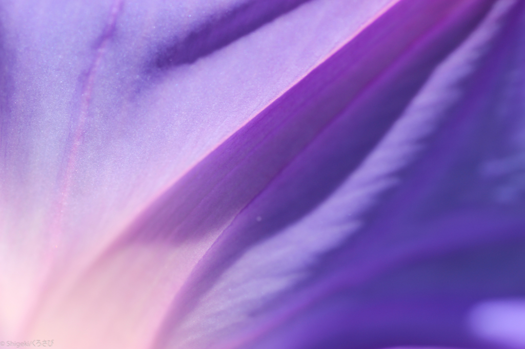 紫の絹布
