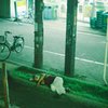 寝夏