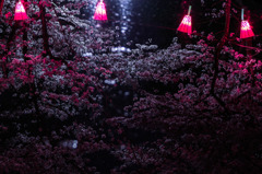 夜桜水鏡