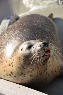 すますい