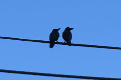 crow