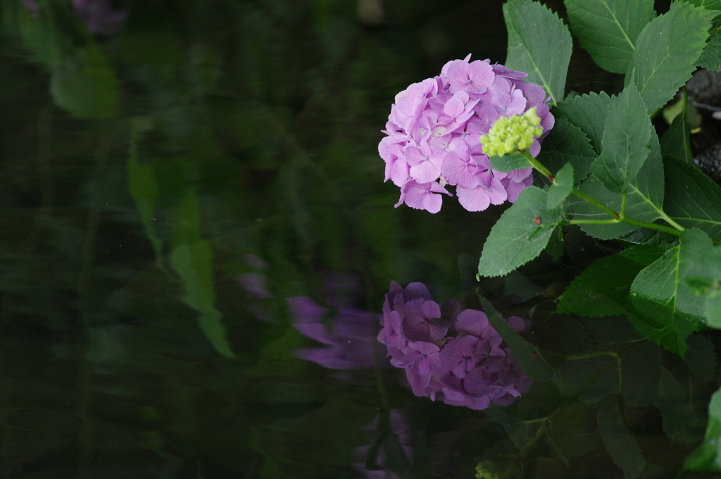 紫陽花