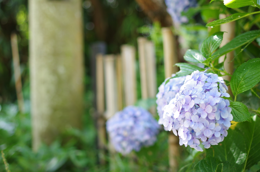 紫陽花～儚い命～