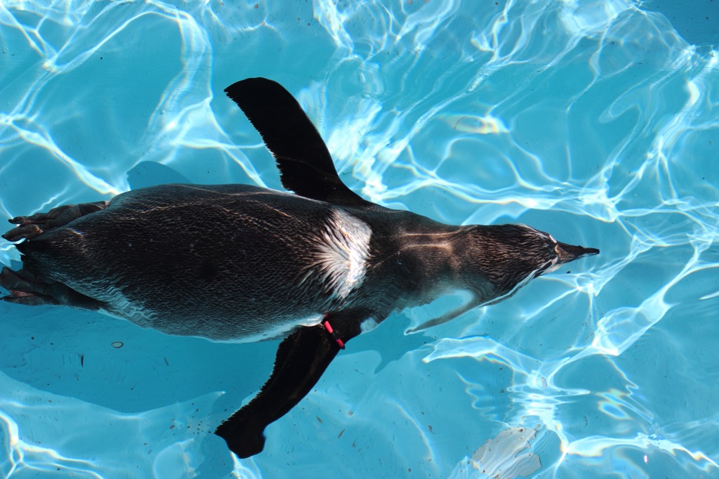 ペンギン