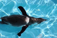 ペンギン