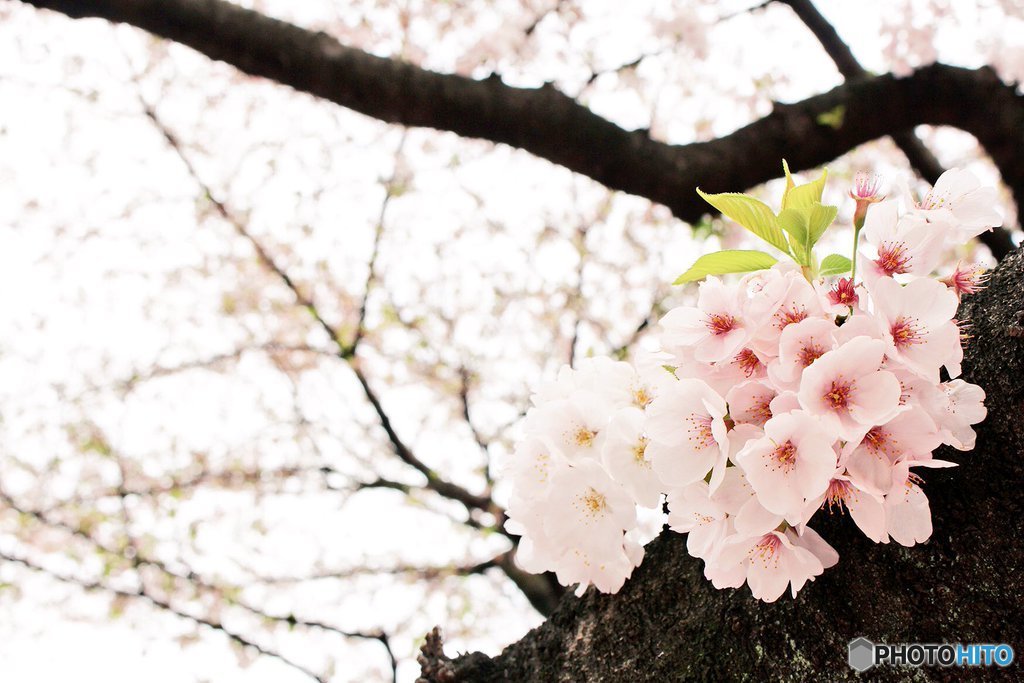 cherry blossom