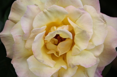 薔薇
