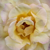 薔薇