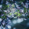 Cherry Blossoms...