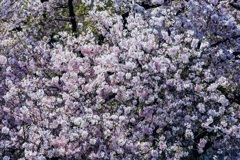 Cherry Blossoms...