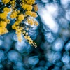 mimosa...