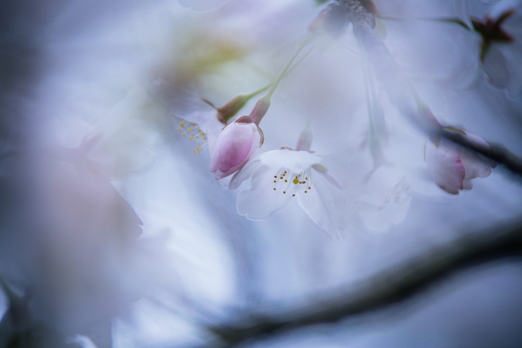 Cherry Blossoms