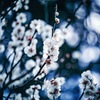 梅ボケ