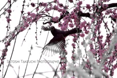 メインはお花