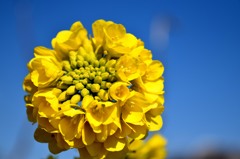 菜の花