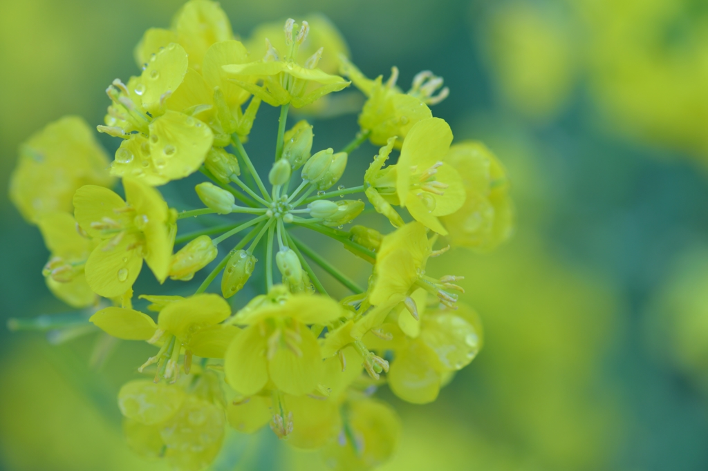 水も滴るいいお花
