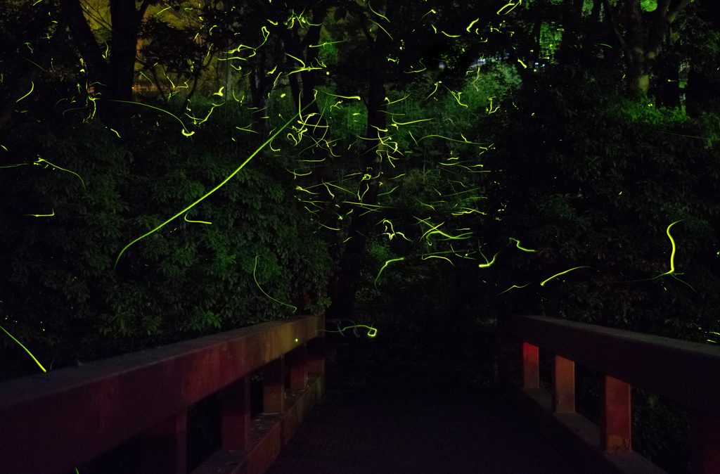 firefly...