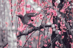 メインはお花