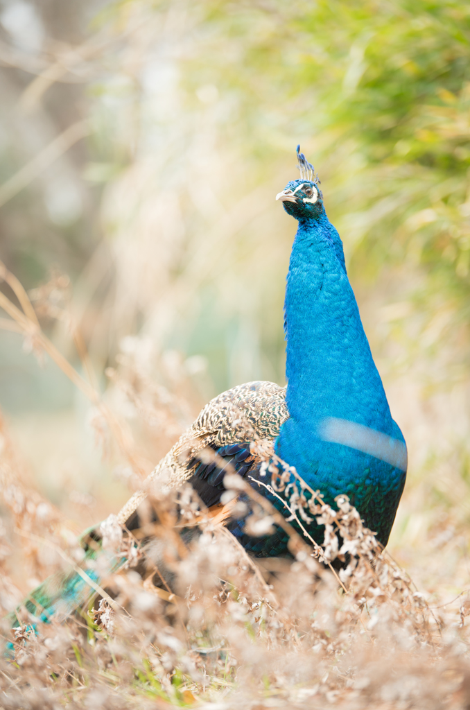 peacock
