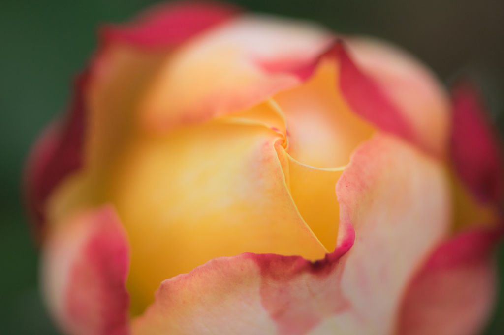 peach rose