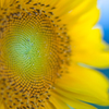 sun flower