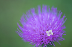 “華”あってこその...花だ！