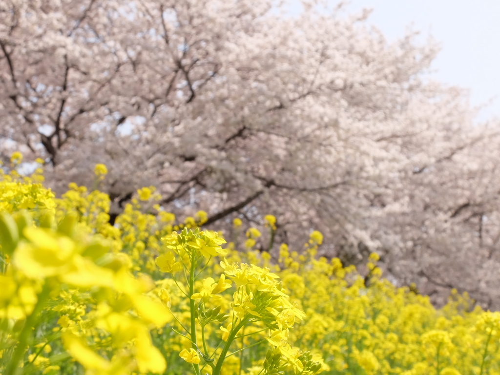 きいろとぴんく。