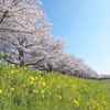 ソメイヨシノと菜の花。