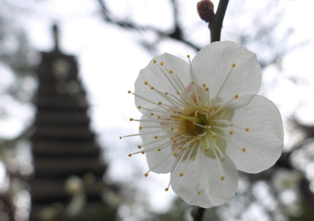 梅と十三層塔。