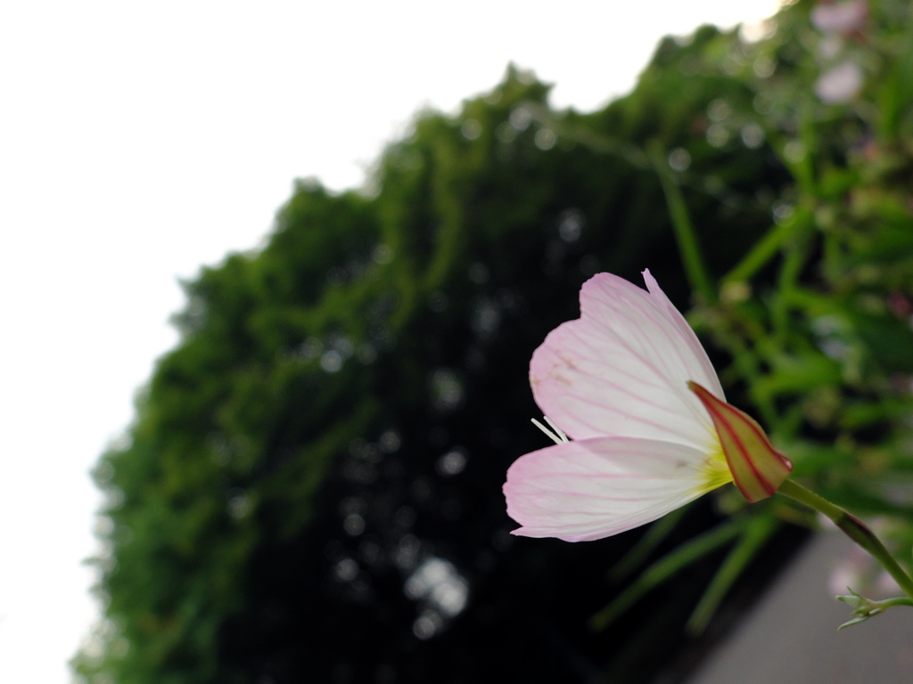強く生きると決めたんだ。
