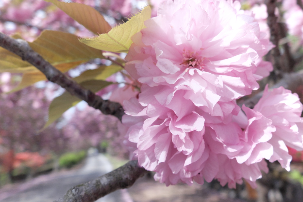 桜の続く路。