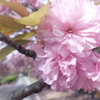 桜の続く路。