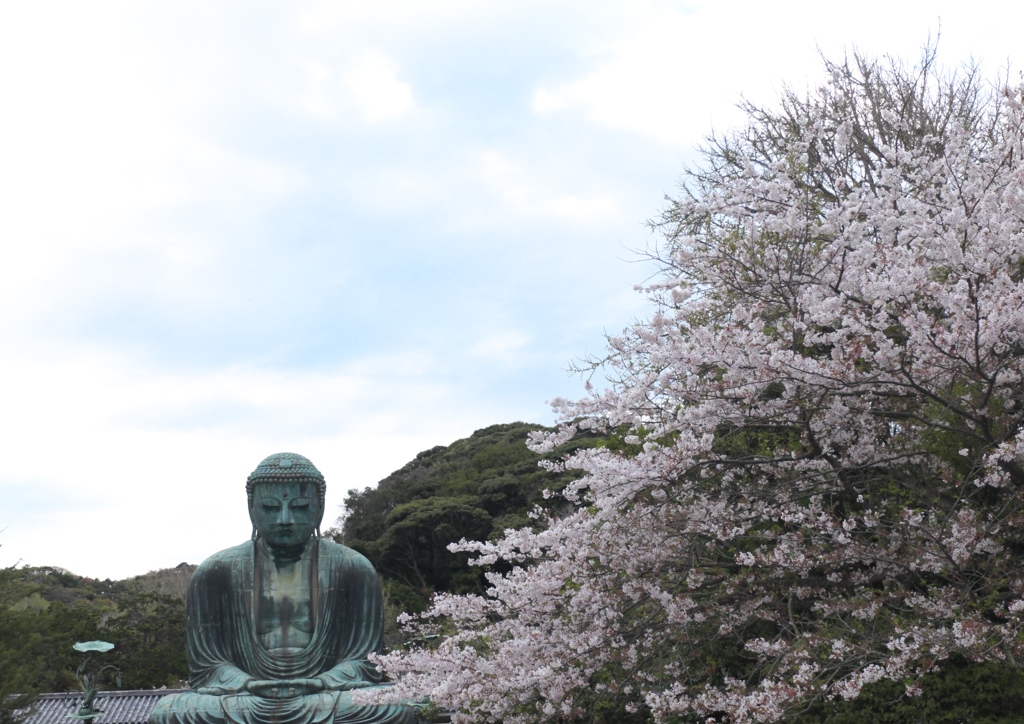 大仏様と桜。
