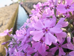 芝桜と水路と。