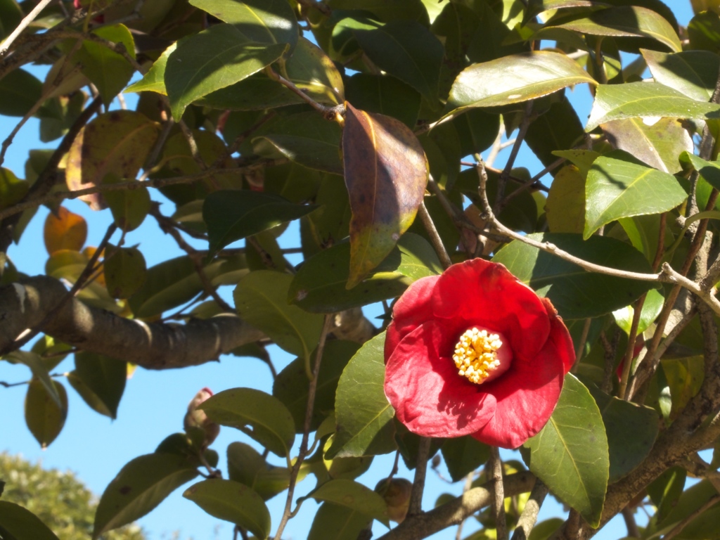 紅一点。
