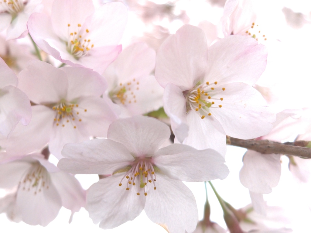 桜の花。