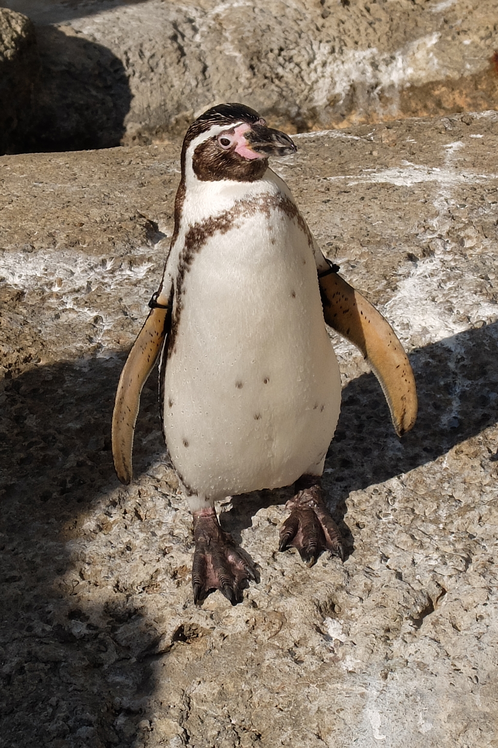 フンボルトペンギン。
