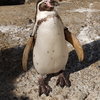 フンボルトペンギン。
