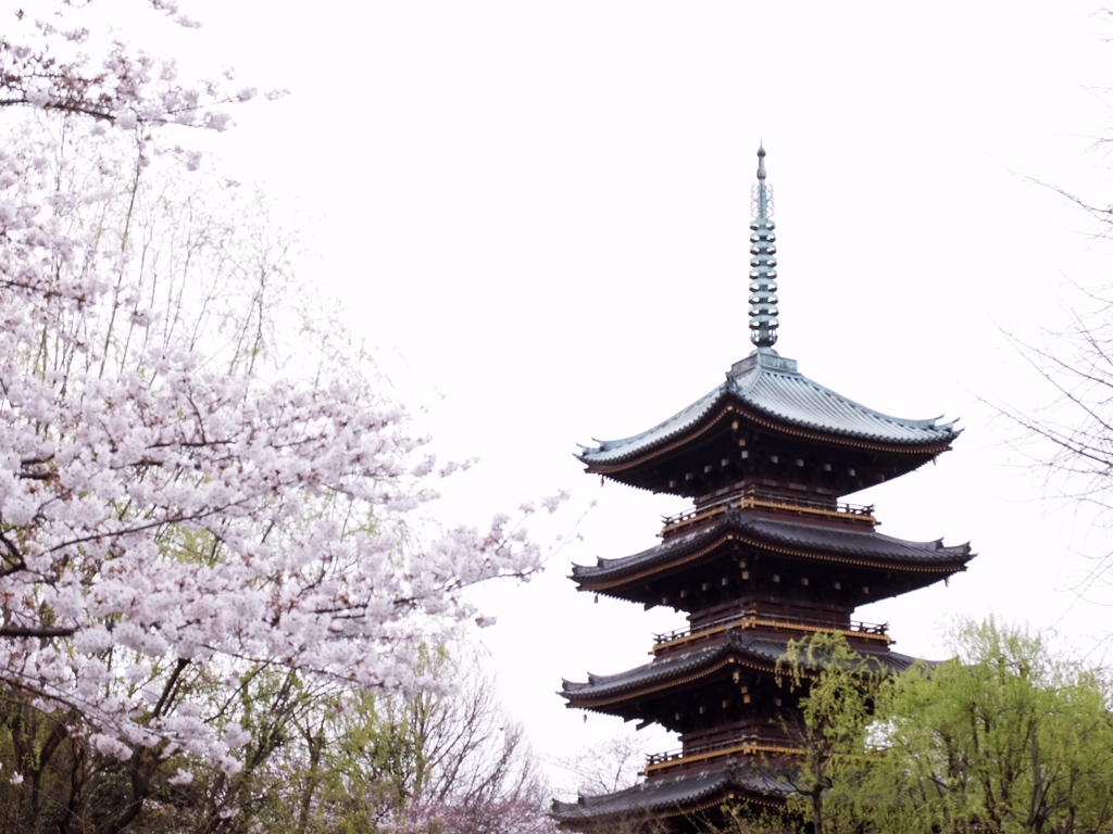 桜と五重塔。