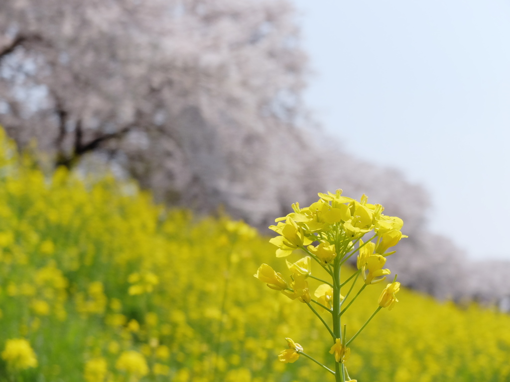 菜の花。