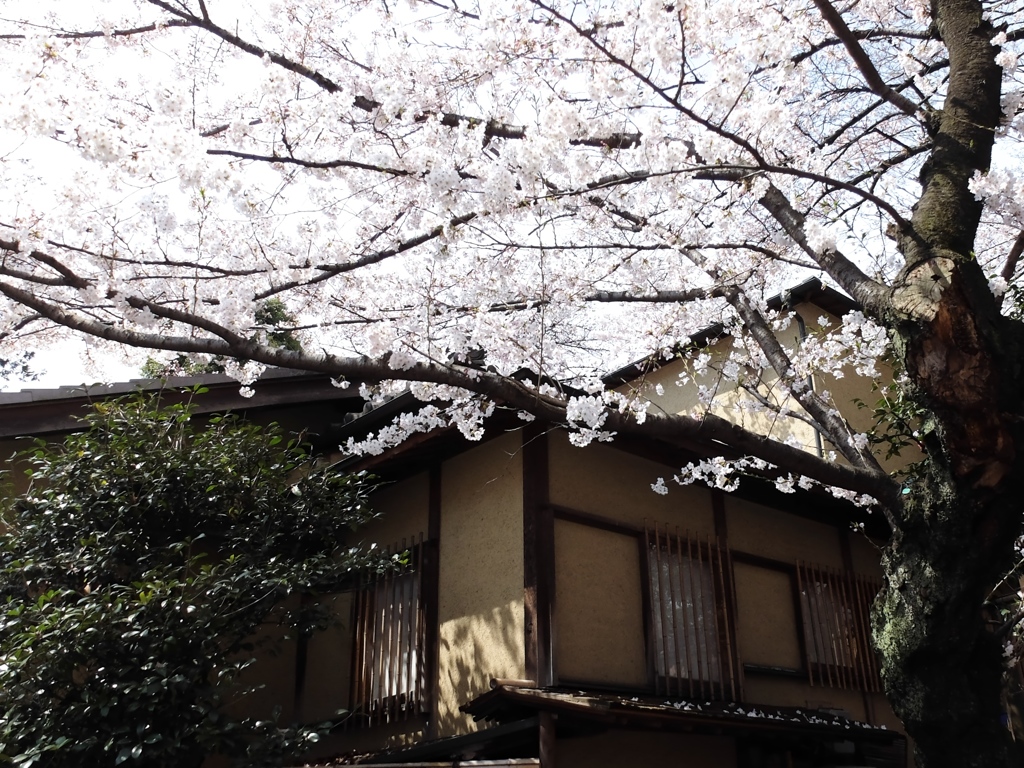 サクラ。
