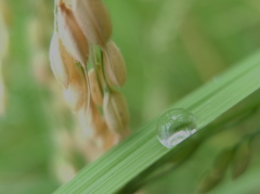 雨上がりの稲穂と。