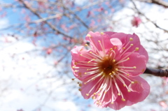 梅の花弁。