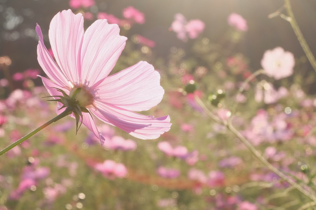 秋の桜。