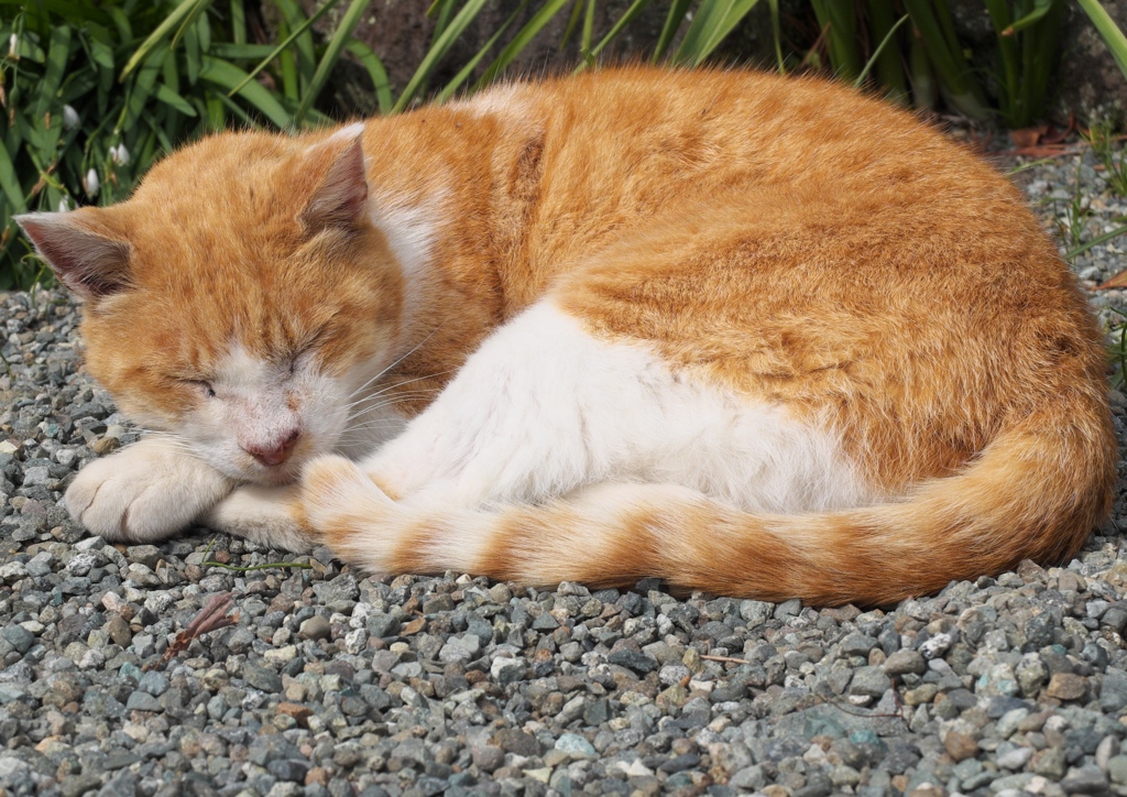 ひるねこ。