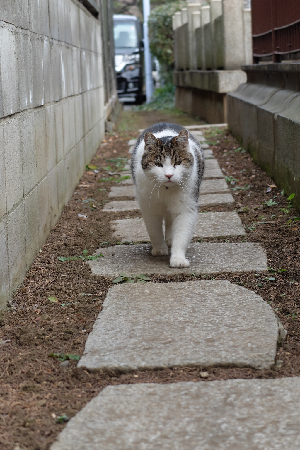 にゃんだ。