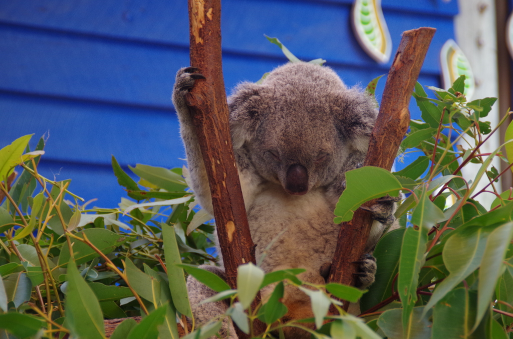 コアラ（koala）