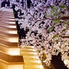 見慣れた懐かしい桜
